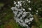 Eupatorium coelestinum ( Mist flower ) white flowers. Asteraceae perennial plants.