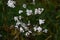 Eupatorium coelestinum ( Mist flower ) white flowers. Asteraceae perennial plants.