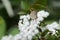 Eupatorium coelestinum ( Mist flower ) white flowers. Asteraceae perennial plants.