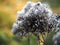 Eupatorium dry inflorescence macro closeup.