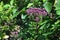 Eupatorium Dubium \\\'Baby Joe