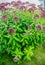 Eupatorium fistulosum hollow Joe-Pye weed blooming in the garden