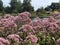 Eupatorium flowers in RHS GARDEN, WISLEY, SURREY/UK
