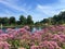 Eupatorium flowers in RHS GARDEN, WISLEY, SURREY/UK