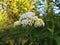 Eupatorium fortunei plant