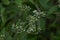 Eupatorium makino ( Boneset ) flowers. Asteraceae perennial plants native to Japan.