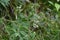 Eupatorium makino ( Boneset ) flowers. Asteraceae perennial plants native to Japan.