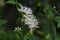 Eupatorium makinoi Boneset