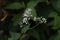 Eupatorium makinoi Boneset flowers