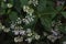 Eupatorium makinoi Boneset flowers