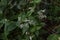 Eupatorium makinoi Boneset flowers