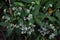 Eupatorium makinoi Boneset flowers