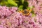 Eupatorium odoratum pink purple flowers with fluffy hairs. Butterfly Small Tortoiseshell Nymphalis urticae on a blooming