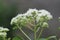 Eupatorium perfoliatum (boneset, boneset, agueweed, feverwort, sweating plant)