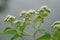 Eupatorium perfoliatum (boneset, boneset, agueweed, feverwort, sweating plant)