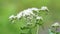 Eupatorium perfoliatum (boneset, boneset, agueweed, feverwort, sweating plant)