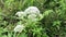 Eupatorium perfoliatum (boneset, boneset, agueweed, feverwort, sweating plant)