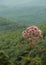 Eupatorium purpureum