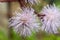 Eupatorium sordidum flower blooming in garden.