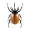 Eupatorus gracilicornis beetle