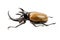 Eupatorus gracilicornis beetle