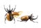 Eupatorus gracilicornis beetle