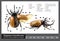 Eupatorus gracilicornis beetle diagram