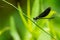 Euphaea masoni damselfly perching on grass