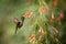 Eupherusa nigriventris, Black-bellied hummingbird