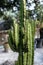 Euphorbia aggregata cactus from South Africa. Closeup image of euphorbia ingens cactus trees. Euphorbia trigona, African milk tree