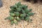 Euphorbia Aggregata Succulent Plant