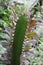 Euphorbia antiquorum plant