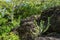 Euphorbia antiquorum on stone in the forest. Selective Focus.