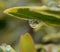 Euphorbia ascot rainbow water droplet reflections refraction