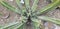 Euphorbia avasmontana a many-stemmed, spiny, columnar cactus
