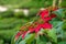 Euphorbia is a beautiful poinsettia green plant with bright red leaves. Christmas holidays, popular seasonal decoration