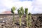 Euphorbia cactus growing on lava ground in front of red volcano at Timanfaya NP, Lanzarote, Canary Islands