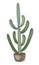 Euphorbia cactus. Indoor potted plant in modern trendy single line style. Solid line, outline for decor, posters, stickers, logo.