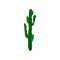 Euphorbia Canaria, beautiful and unpretentious plant vector Illustration on a white background