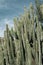 Euphorbia canariensis in the cacti parc in Las Palmas de Gran Canaria, Canary Islands