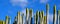 Euphorbia canariensis or Cardon canario cactus plants on a blue sky background.Tropical exotic succulents.