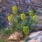 Euphorbia characias Mediterranean spurge or Albanian spurge i
