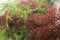 euphorbia cotinifolia with Red Hibiscus plant