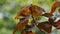 Euphorbia cotinifolia (tropical smoke bush, Mexican shrubby spurge, herba mala , daun marun)