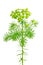 Euphorbia cyparissias (cypress spurge)