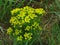 Euphorbia cyparissias, english cypress spurge, yellow blooming poisonous plant