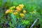 Euphorbia cyparissias flower