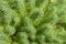 Euphorbia cyparissias, green sprouts with needles. Decorative grass background wallpaper banner