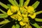 Euphorbia dendroides flowers