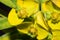 Euphorbia dendroides flowers
